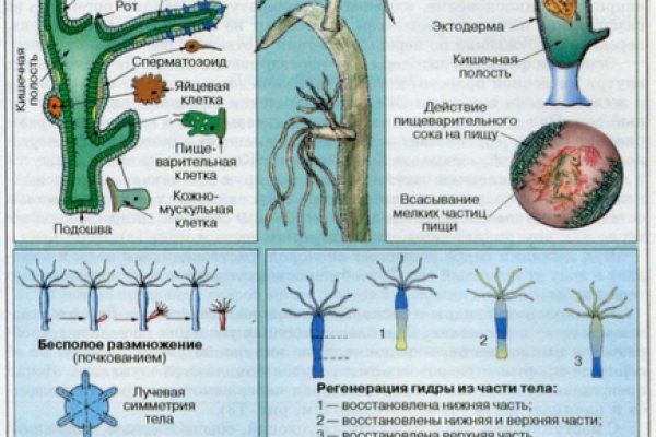 Омг зеркало onion omgomgomgmplace com